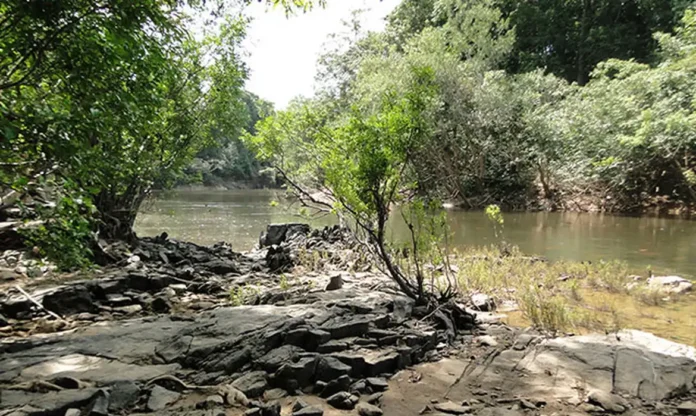 Notícias do Amazonas – Edital para concessão da Flona do Jatuarana é lançado