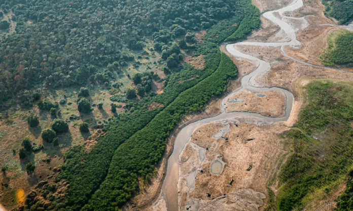 Amazônia: Bactérias do solo podem gerar inovações em medicamentos novos