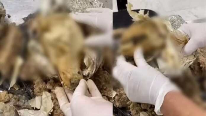 Fiscalização em Guarulhos apreende mala com restos de animais exóticos