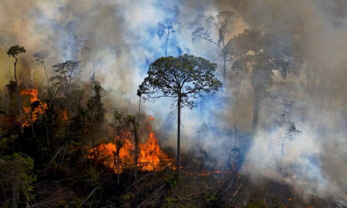 Notícias do Amazonas – Inteligência Artificial ajuda a combater desmatamento na Amazônia