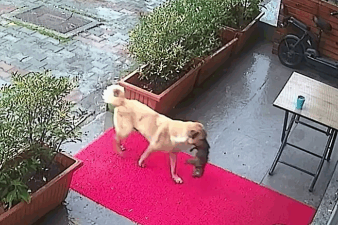 Cadela caramelo leva filhote doente a clínica veterinária na Turquia