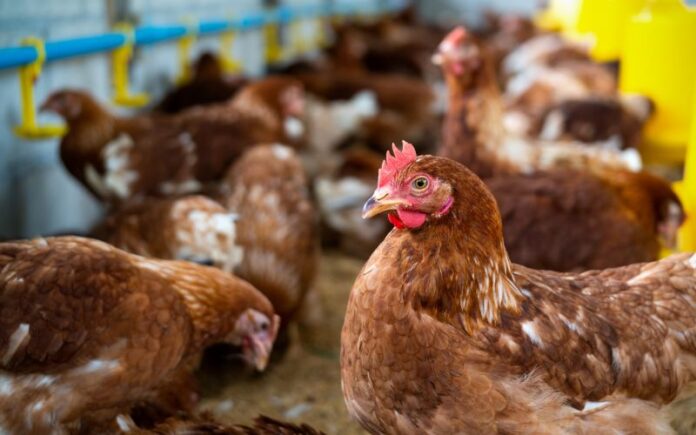 Brasil confirma primeiro surto de gripe aviária em aves comerciais no RS
