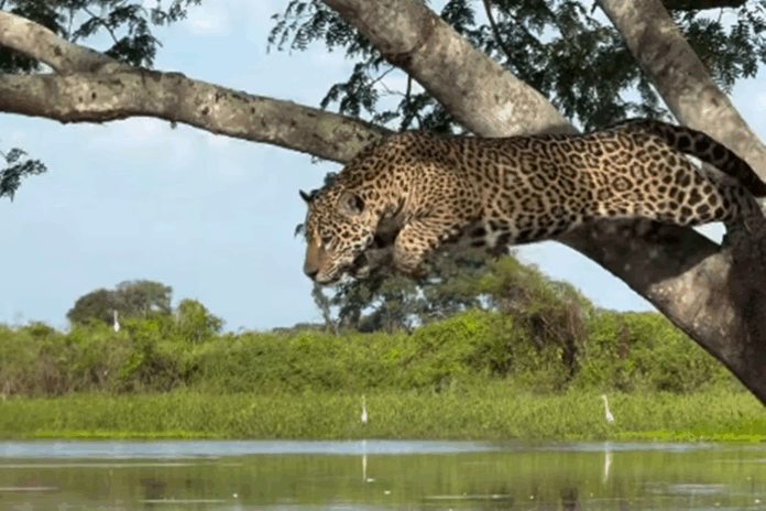 Onça-pintada surpreende jacaré em ataque impressionante no Pantanal