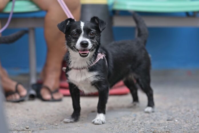 Notícias do Amazonas – Agendamento para castração gratuita de pets em Manaus