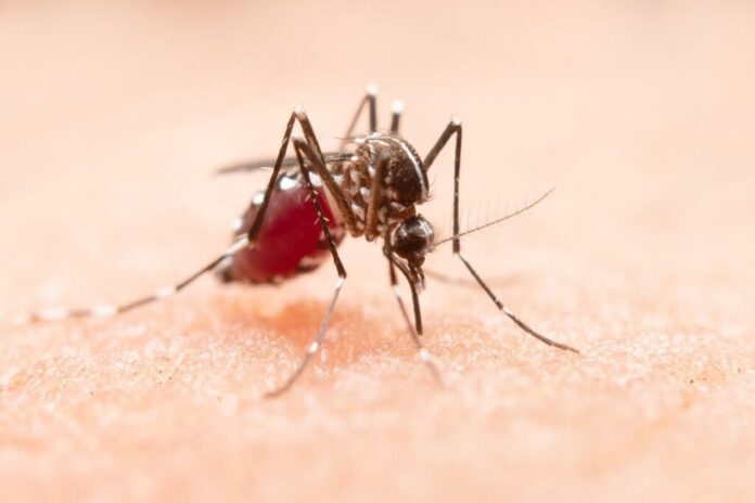 Notícias do Amazonas – Verão e chuvas elevam risco de dengue no Brasil