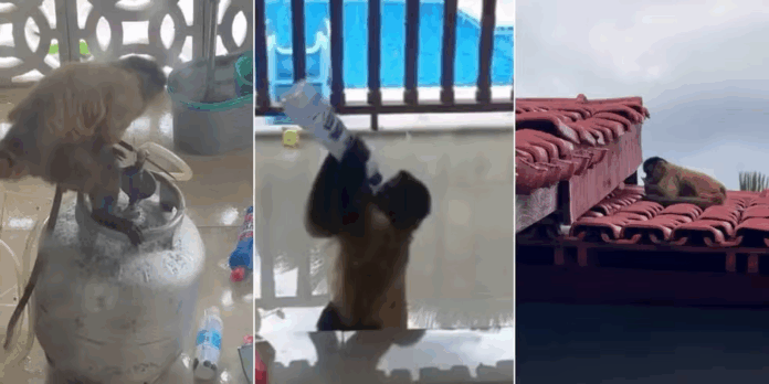 Notícias do Amazonas – Macaco-prego causa caos em Balsas e tenta abrir botijão de gás
