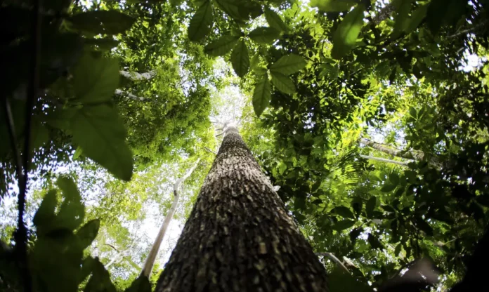 Notícias do Amazonas – CNJ inicia 2ª Semana de Regularização Fundiária na Amazônia