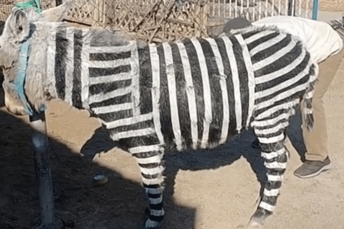 Zoológico na China usa burro pintado para atrair turistas com “zebra” falsa