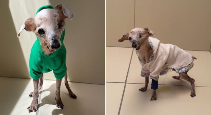 Morre Pingo, o icônico “cachorro fóssil” de 21 anos que encantou a internet