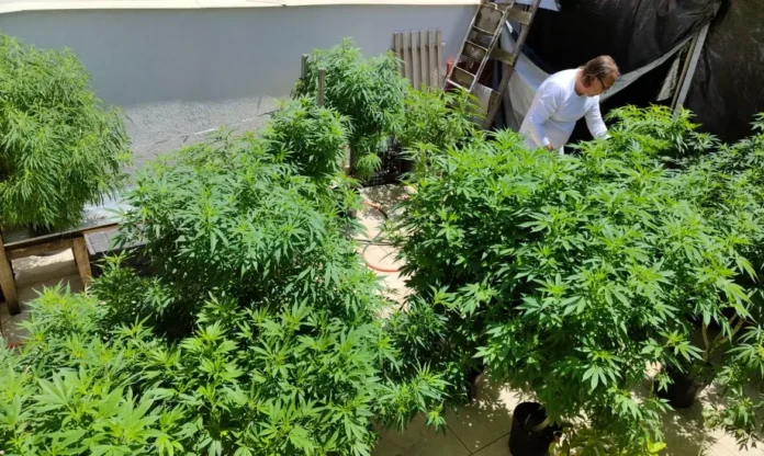 Notícias do Amazonas – Anvisa inicia consulta pública para revisar regras da cannabis