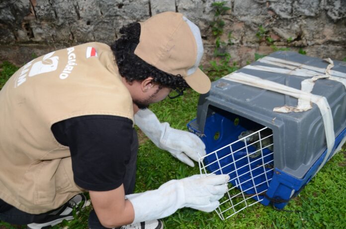 Notícias do Amazonas – Ipaam realiza resgate de sete animais em Manaus
