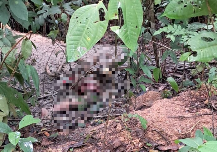 Notícias do Amazonas – Restos humanos descobertos em ramal da BR-174
