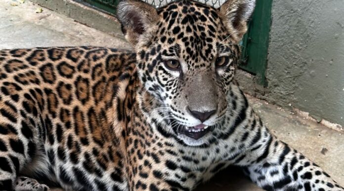 Notícias do Amazonas – Onça-pintada Golias será realocada para zoológico em SC