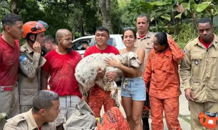 Cachorro de Anitta é salvo após se esconder em buraco por medo de fogos