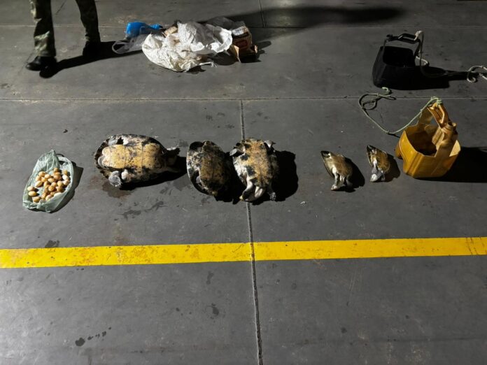 Notícias do Amazonas – Homem detido com 30 tracajás e ovos em embarcação