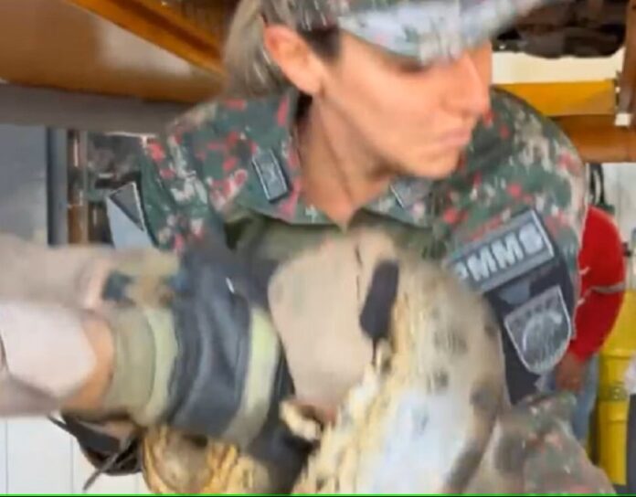 Notícias do Amazonas – Cobra de 2,5 metros é encontrada em motor de caminhonete