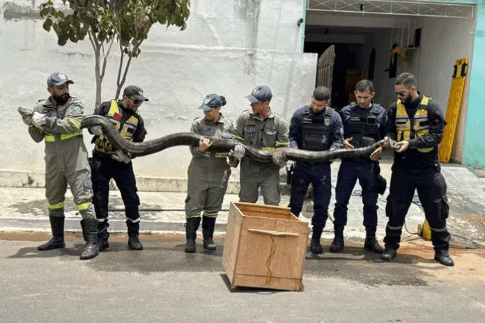 Noticias do Amazonas – Sucuri de 4,8 metros é resgatada em esgoto na Bahia