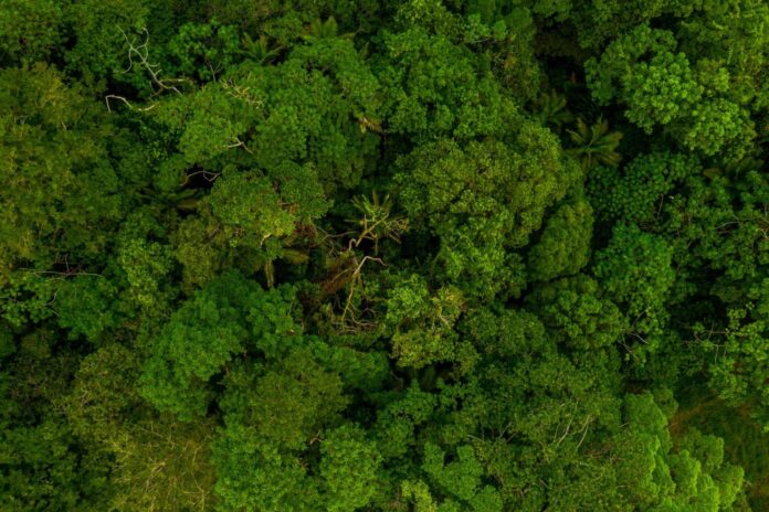 Notícias do Amazonas – Tecnologia como Aliada na Conservação da Floresta Amazônica