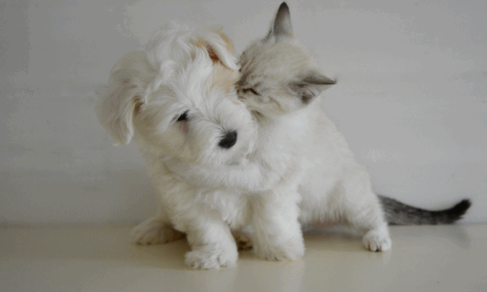 FOTOS-5.png Nova legislação assegura a presença de pets em condomínios residenciais