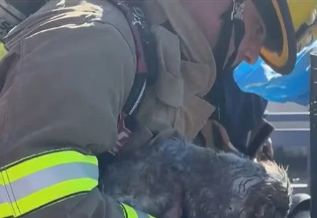 incendio-animais.webp Incêndio em shopping de Dallas resulta na morte de 579 animais domésticos