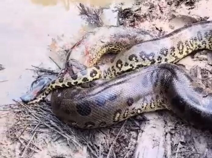 Notícias do Amazonas – Homem é atacado por sucuri gigante em Apuí, AM