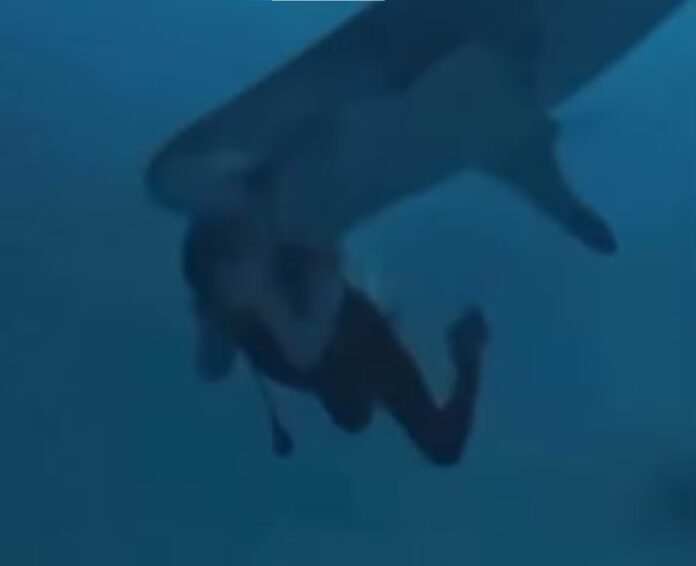 WhatsApp-Image-2024-12-06-at-09.12.53.jpeg Tubarão-tigre ataca turista em Hulhumale, deixando ferimentos graves