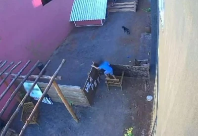 crianca_maltrata_animais_f4027a4a92.webp Notícias do Amazonas – Menino de 9 anos causa tragédia em hospital veterinário