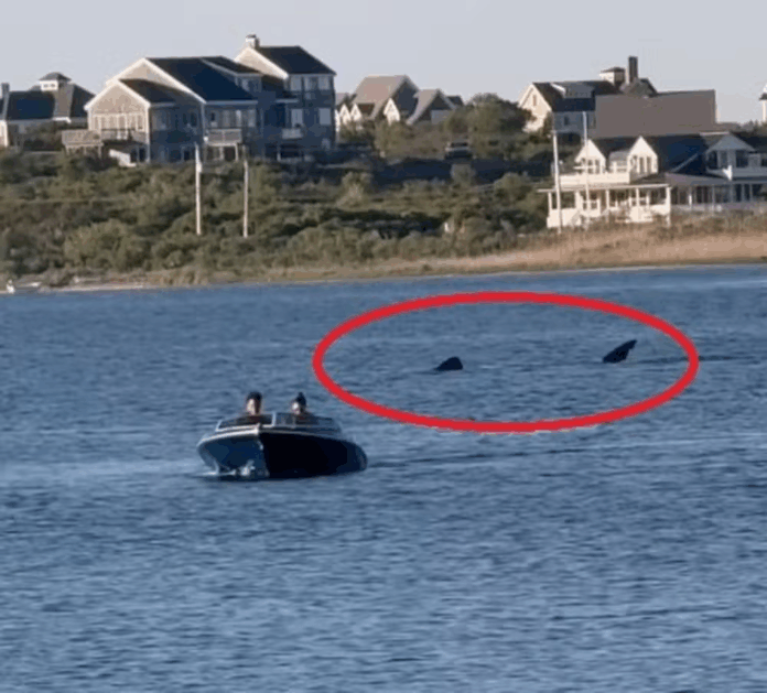 Tubarão Gigante Surpreende Banhistas em Block Island, Evocando Clássico de Spielberg