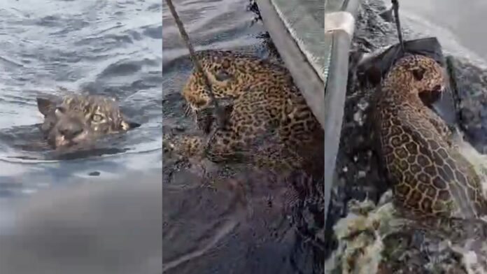Notícias do Amazonas – Onça é resgatada no Rio Negro após horas na água