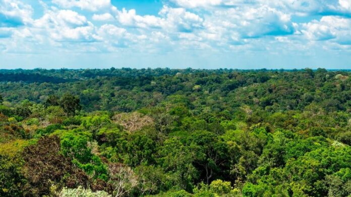 Notícias do Amazonas – Focos de calor em setembro caem 86% e atingem recorde histórico