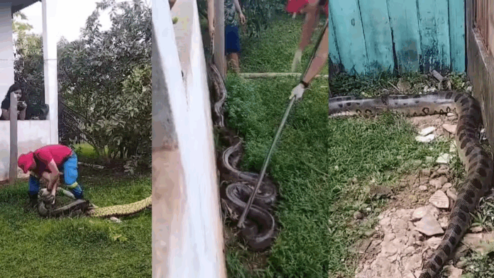 Notícias do Amazonas – Cobra de quatro metros causa alvoroço em Porto Velho
