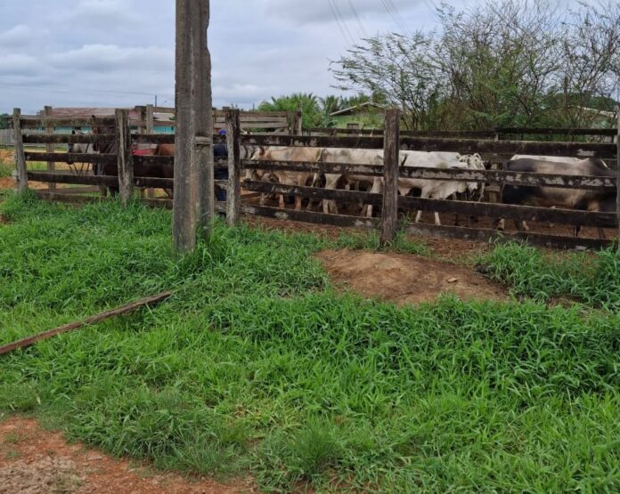 Notícias do Amazonas – MPAM supervisiona construção de matadouro em Eirunepé