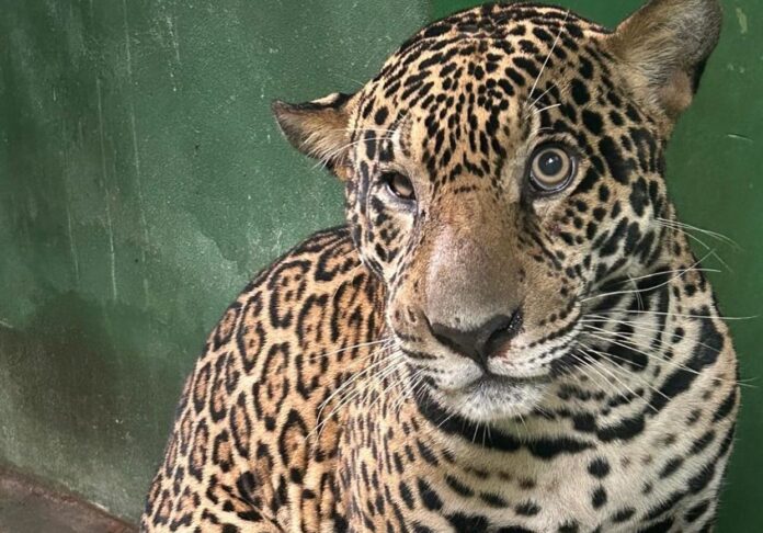Notícias do Amazonas – Onça-pintada ferida por tiros apresenta melhora em Manaus