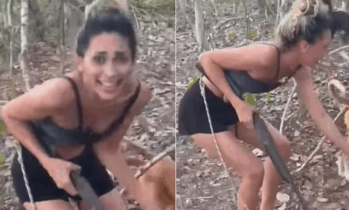 Notícias do Amazonas – Ibama busca mulher que assassinou onça-parda em ataque brutal