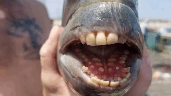 Peixe com dentes semelhantes aos humanos é capturado na Carolina do Norte
