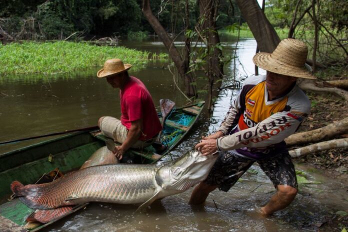 Notícias do Amazonas – Pescadores garantem acesso ao seguro-defeso até 2032