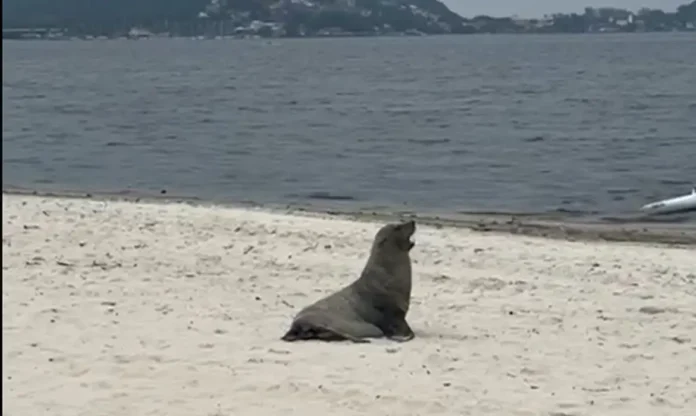 Notícias do Amazonas – Lobo-marinho surpreende banhistas na Praia de Itaipuaçu