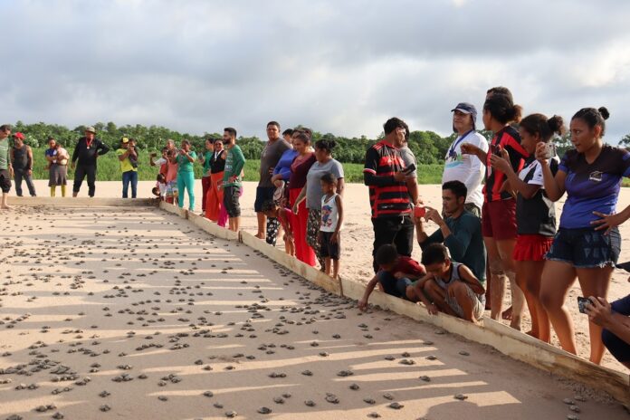 Notícias do Amazonas – Carauari celebra soltura de 360 mil filhotes de quelônios