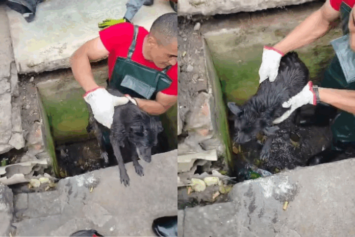 Notícias do Amazonas – Cão cego é salvo após três dias em tubulação pluvial