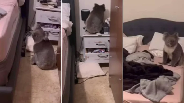 Casal brasileiro se surpreende ao encontrar coala em casa na Austrália