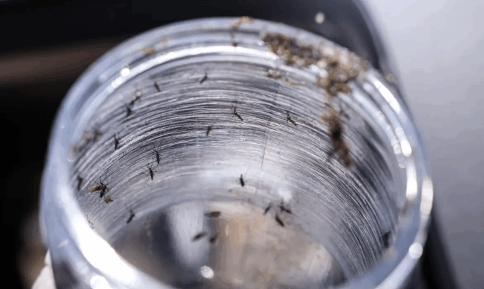 Notícias do Amazonas – Ministério da Saúde promove mobilização contra a dengue neste sábado