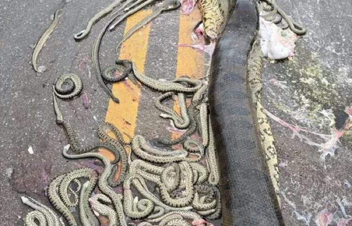 Notícias do Amazonas – Sucuri grávida é atropelada e filhotes não sobrevivem