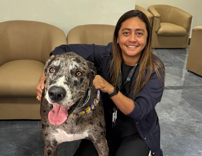 Novembro Azul: Cuidados essenciais para prevenir câncer em cães e gatos