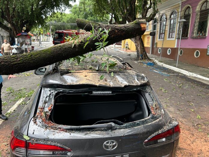 Notícias do Amazonas – Tronco de árvore atinge veículo e bloqueia via em Manaus
