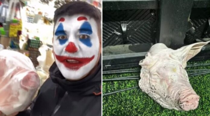 Torcedor corintiano é investigado por arremessar cabeça de porco em jogo contra o Palmeiras