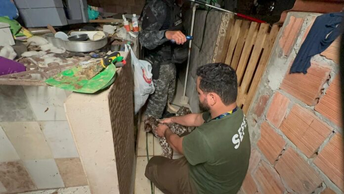 Cães de raça e outros animais são resgatados de criadouro clandestino em Manaus