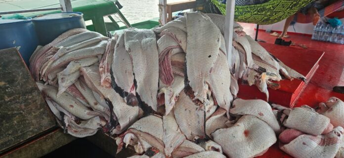 Fiscalização apreende 4,5 toneladas de pescado ilegal no interior do Amazonas