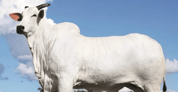 Donna, a vaca brasileira de R$ 54 milhões, é a mais valiosa do mundo