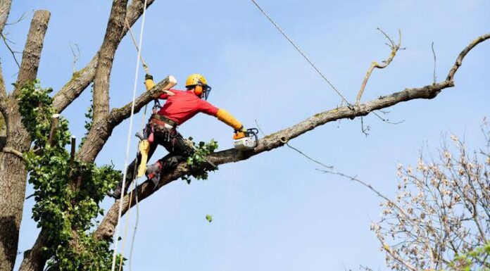 Notícias do Amazonas – Poda de árvores é essencial para segurança em temporais