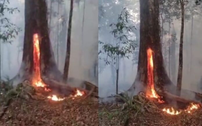 Notícias do Amazonas – Incêndio em mata assusta moradores de comunidade ribeirinha